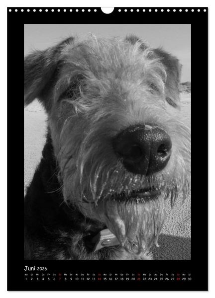 Produktbild: Der Airedale: Portraits eines "Dickkopfes" (Wandkalender 2026 DIN A3 hoch), CALVENDO Monatskalender