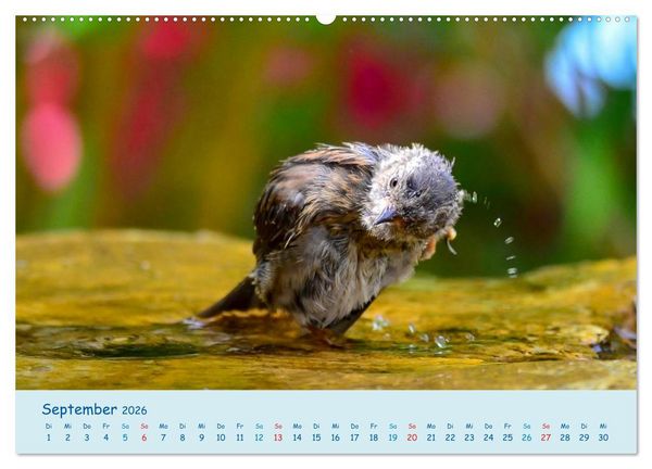 Produktbild: Sommer am Pool - Singv&ouml;gel an der Badestelle (Wandkalender 2026 DIN A2 quer), CALVENDO Monatskalender