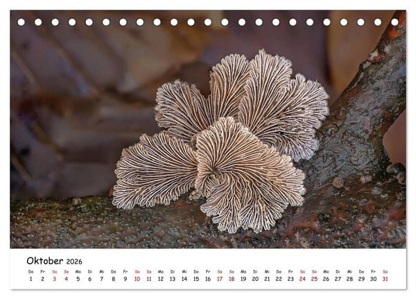 Produktbild: Pilzgalerie - Heimische Pilze von ihrer sch&ouml;nsten Seite (Tischkalender 2026 DIN A5 quer), CALVENDO Monatskalender