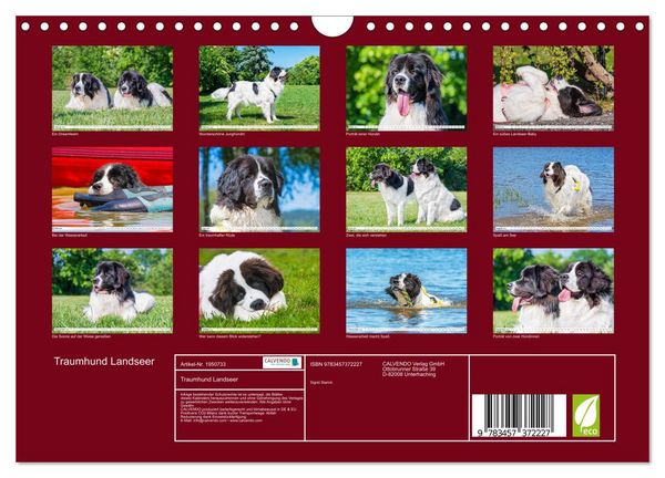 Produktbild: Traumhund Landseer (Wandkalender 2026 DIN A4 quer), CALVENDO Monatskalender