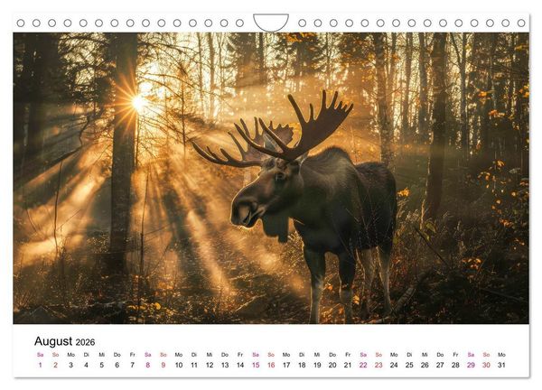 Produktbild: Elche - sch&ouml;ne Momente (Wandkalender 2026 DIN A4 quer), CALVENDO Monatskalender
