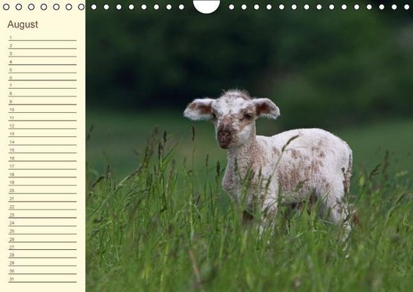 Produktbild: Der wollige Geburtstagskalender (Wandkalender immerw&auml;hrend DIN A4 quer)