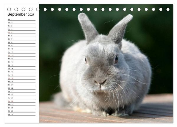 Produktbild: Kaninchen - knuddelige Hausgenossen (Tischkalender 2027 DIN A5 quer), CALVENDO Monatskalender