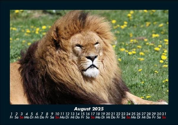 Produktbild: L&ouml;wen in der Wildnis 2025 Fotokalender DIN A5