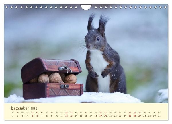 Produktbild: Eichh&ouml;rnchen - zauberhaft verspielt (Wandkalender 2026 DIN A4 quer), CALVENDO Monatskalender