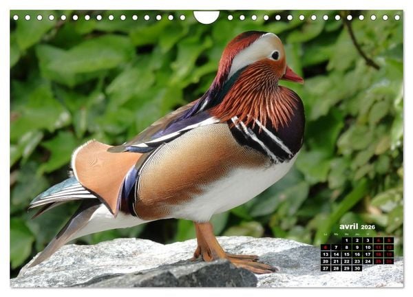 Produktbild: Oiseaux exotiques (Calendrier mural 2026 DIN A4 vertical), CALVENDO calendrier mensuel