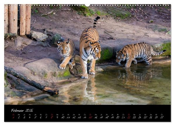 Produktbild: Tiergarten N&uuml;rnberg (hochwertiger Premium Wandkalender 2026 DIN A2 quer), Kunstdruck in Hochglanz