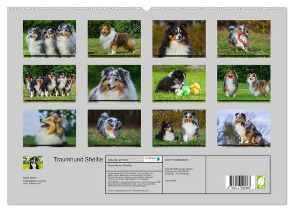 Produktbild: Traumhund Sheltie (hochwertiger Premium Wandkalender 2026 DIN A2 quer), Kunstdruck in Hochglanz