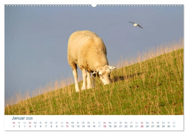 Produktbild: Schafe am Deich 2026. Tierische Impressionen von der Nordseek&uuml;ste (hochwertiger Premium Wandkalender 2026 DIN A2 quer), Kunstdruck in Hochglanz