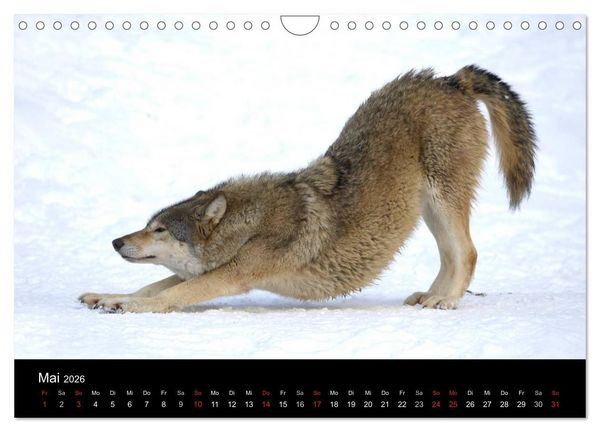 Produktbild: Kanadische W&ouml;lfe im Winter (Wandkalender 2026 DIN A4 quer), CALVENDO Monatskalender