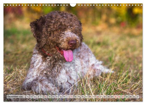 Produktbild: Lagotto Romagnolo - Ein Hund zum Verlieben (Wandkalender 2026 DIN A3 quer), CALVENDO Monatskalender