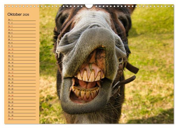 Produktbild: Liebenswerte Esel (Wandkalender 2026 DIN A3 quer), CALVENDO Monatskalender