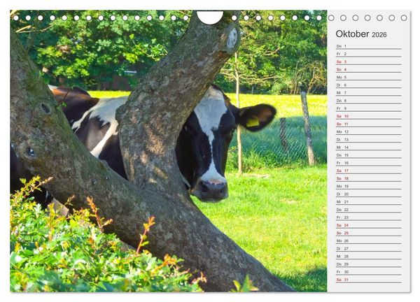 Produktbild: Die Kuh macht Muuuh! (Wandkalender 2026 DIN A4 quer), CALVENDO Monatskalender