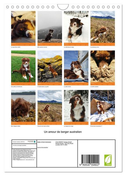 Produktbild: Un amour de berger australien (Calendrier mural 2026 DIN A4 horizontal), CALVENDO calendrier mensuel