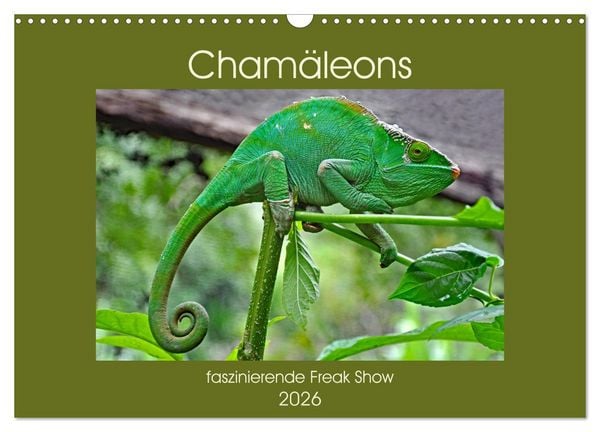 Produktbild: Cham&auml;leons - faszinierende Freak Show (Wandkalender 2026 DIN A3 quer), CALVENDO Monatskalender
