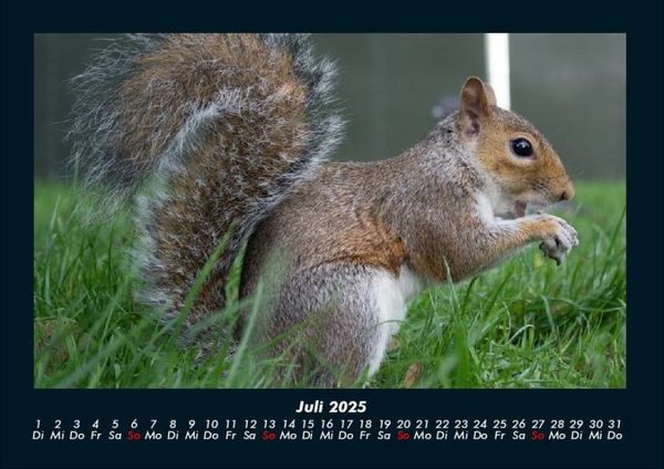 Produktbild: Waldbewohner 2025 Fotokalender DIN A4