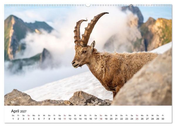 Produktbild: Steinb&ouml;cke - Eindr&uuml;ckliche K&ouml;nige der Alpen (hochwertiger Premium Wandkalender 2027 DIN A2 quer), Kunstdruck in Hochglanz