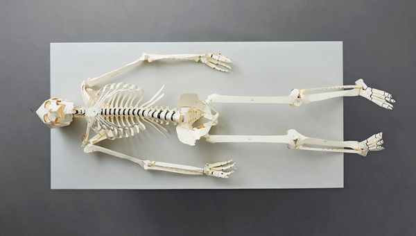 Produktbild: Build Your Own Human Skeleton &ndash; Life Size!