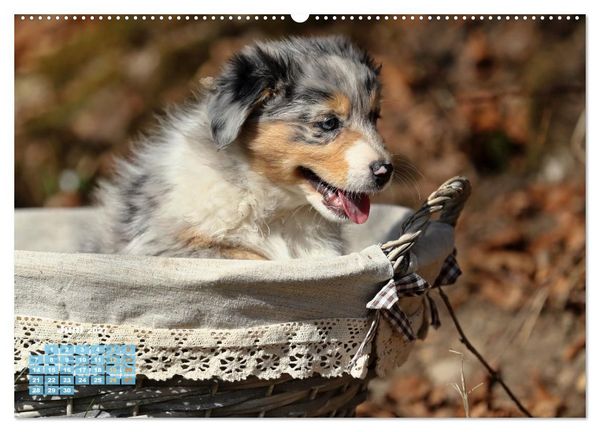 Produktbild: Lillyfee und ein K&ouml;rbchen voller Gl&uuml;ck (hochwertiger Premium Wandkalender 2027 DIN A2 quer), Kunstdruck in Hochglanz