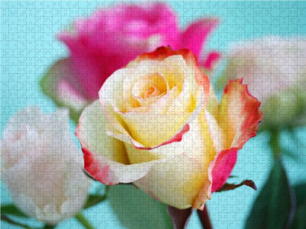 Produktbild: CALVENDO Puzzle Rosenstrau&szlig; | 1000 Teile Lege-Gr&ouml;&szlig;e 64x48cm Foto-Puzzle f&uuml;r gl&uuml;ckliche Stunden