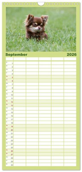 Produktbild: Familienplaner 2026 - Chihuahuas - kleine Herzensbrecher mit 5 Spalten (Wandkalender, 21 x 45 cm) CALVENDO