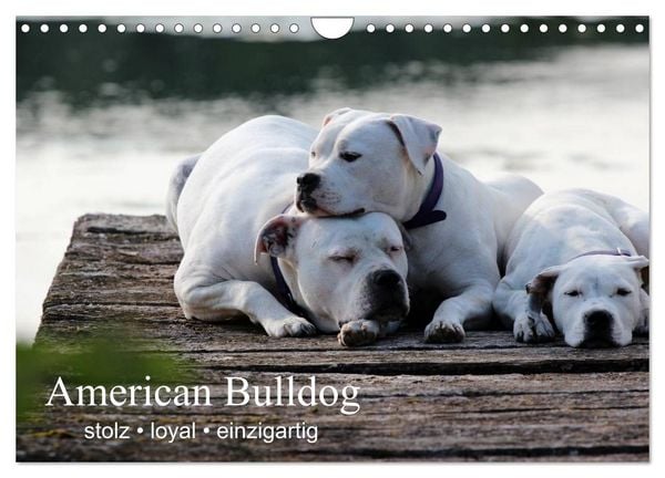 Produktbild: American Bulldog - stolz, loyal, einzigartig (Wandkalender 2026 DIN A4 quer), CALVENDO Monatskalender
