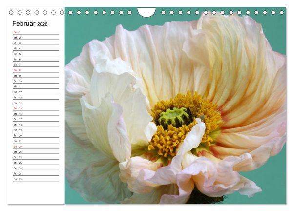 Produktbild: Mohn im Portr&auml;t (Wandkalender 2026 DIN A4 quer), CALVENDO Monatskalender