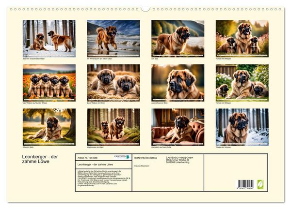 Produktbild: Leonberger - der zahme L&ouml;we (Wandkalender 2026 DIN A2 quer), CALVENDO Monatskalender