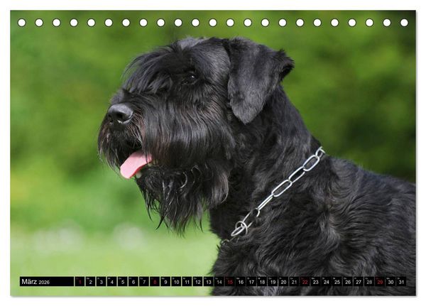 Produktbild: Treuer Freund Riesenschnauzer (Tischkalender 2026 DIN A5 quer), CALVENDO Monatskalender