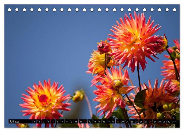 Produktbild: Dahlia - Dahlien (Tischkalender 2026 DIN A5 quer), CALVENDO Monatskalender