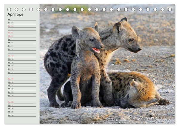 Produktbild: Afrikas wildes Kinderzimmer (Tischkalender 2026 DIN A5 quer), CALVENDO Monatskalender