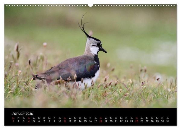 Produktbild: V&ouml;gel der Nordseek&uuml;ste (hochwertiger Premium Wandkalender 2026 DIN A2 quer), Kunstdruck in Hochglanz