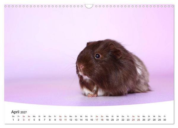 Produktbild: Niedliche Meerschweinchen (Wandkalender 2027 DIN A3 quer), CALVENDO Monatskalender