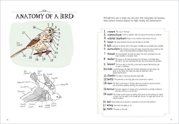Produktbild: Bird Anatomy