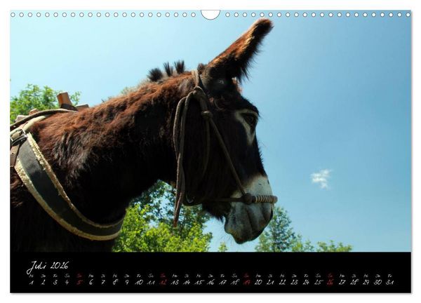 Produktbild: Esel - liebenswerte Langohren (Wandkalender 2026 DIN A3 quer), CALVENDO Monatskalender