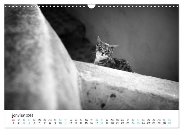 Produktbild: Chats de Santorin - Les princes d'Oia en noir et blanc (Calendrier mural 2026 DIN A3 vertical), CALVENDO calendrier mensuel