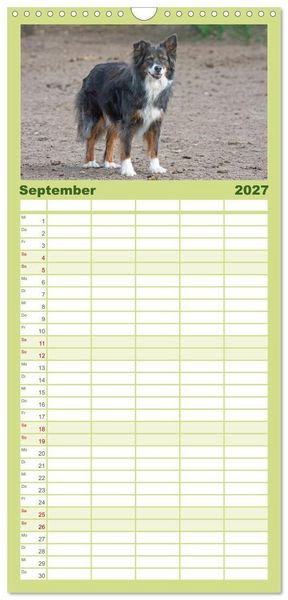 Produktbild: Familienplaner 2027 - Australian Shepherd - H&uuml;tehunde mit Familienanschluss mit 5 Spalten (Wandkalender, 21 x 45 cm) CALVENDO