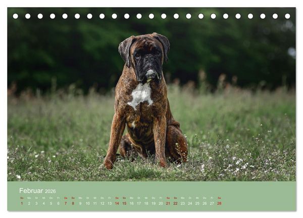Produktbild: Fantastische Boxer - Sieger der Herzen (Tischkalender 2026 DIN A5 quer), CALVENDO Monatskalender