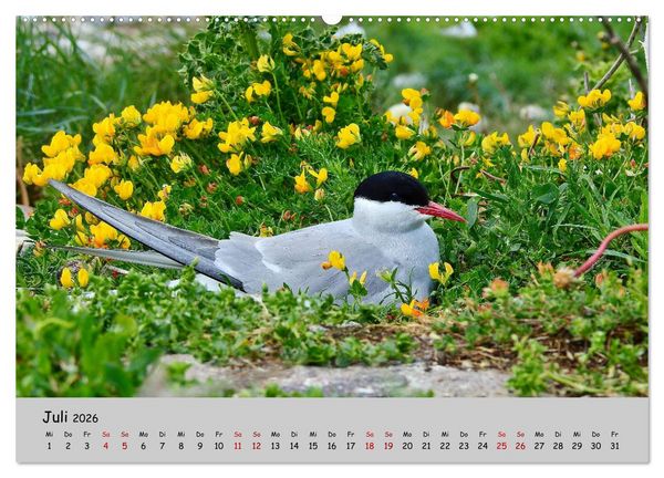 Produktbild: Faszination Zugv&ouml;gel - Rekorde in der Vogelwelt (Wandkalender 2026 DIN A2 quer), CALVENDO Monatskalender