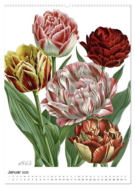 Produktbild: Tulpen - Jahr (Wandkalender 2026 DIN A2 hoch), CALVENDO Monatskalender
