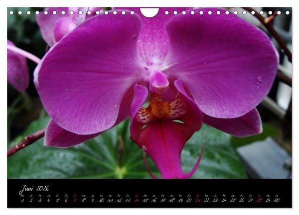 Produktbild: Farbenreiche Orchideen (Wandkalender 2026 DIN A4 quer), CALVENDO Monatskalender
