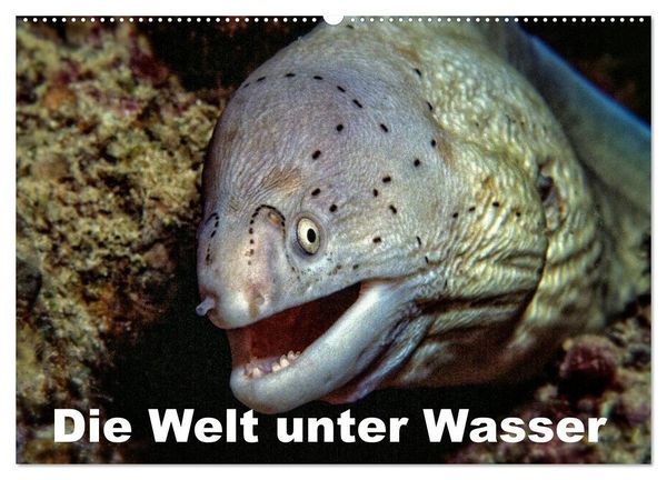Produktbild: Die Welt unter Wasser (Wandkalender 2026 DIN A2 quer), CALVENDO Monatskalender