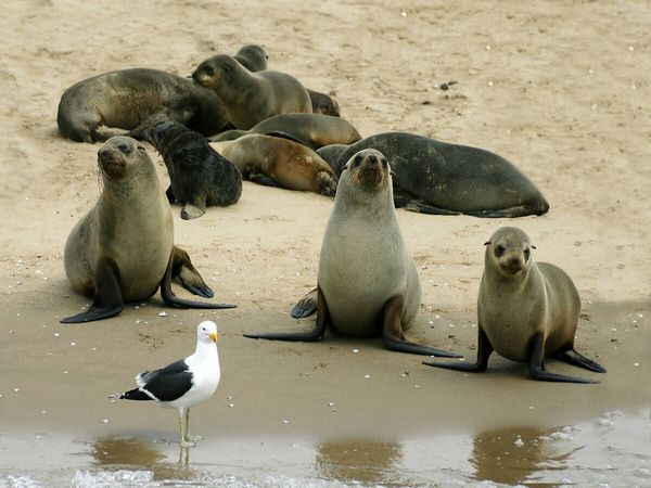 Produktbild: CALVENDO Puzzle Seehunde auf der Sandbank | 1000 Teile Lege-Gr&ouml;&szlig;e 64 &times; 48 cm Foto-Puzzle f&uuml;r gl&uuml;ckliche Stunden