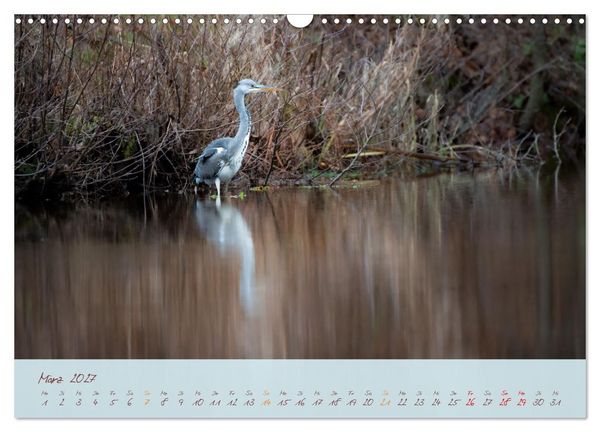 Produktbild: Sch&ouml;nheiten des Waldes (Wandkalender 2027 DIN A3 quer), CALVENDO Monatskalender