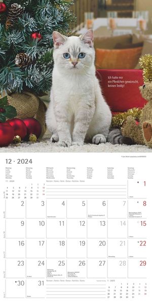  Teddy 2022 - Broschürenkalender 30x30 cm (30x60