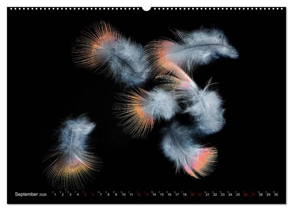 Produktbild: Federleichte Momente (Wandkalender 2026 DIN A2 quer), CALVENDO Monatskalender