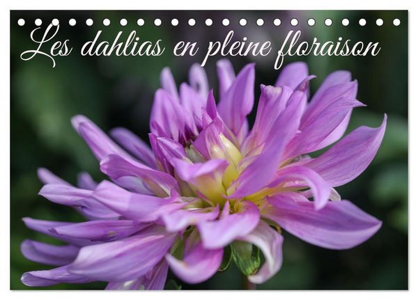Produktbild: Les Dahlias en pleine floraison (Calendrier de bureau 2026 DIN A5 vertical), CALVENDO calendrier mensuel