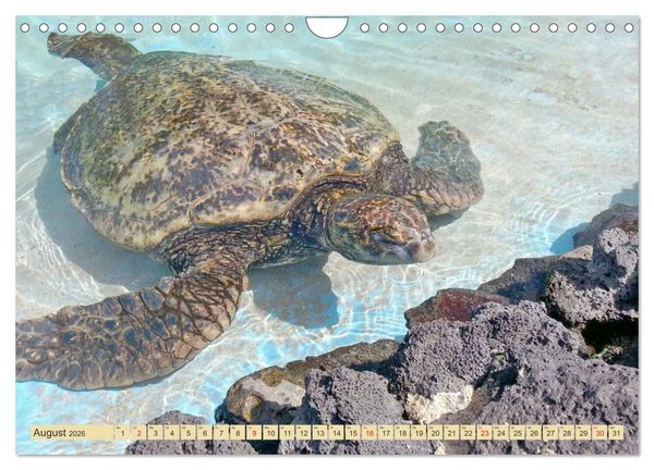 Produktbild: Schildkr&ouml;ten - Gepanzerte Urzeitwesen (Wandkalender 2026 DIN A4 quer), CALVENDO Monatskalender