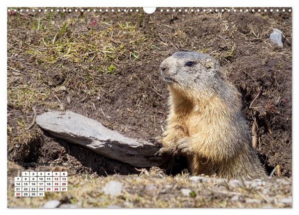 Produktbild: The French Alps, on the trail of the marmot (Wall Calendar 2026 DIN A3 landscape), CALVENDO 12 Month Wall Calendar