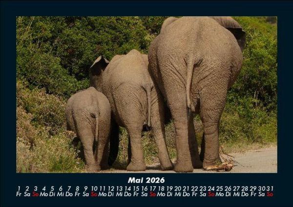 Produktbild: Elefanten - Die sanften Riesen Afrikas 2026 Fotokalender DIN A5